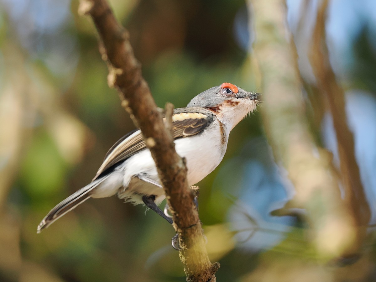 Brown-throated Wattle-eye - ML645938990