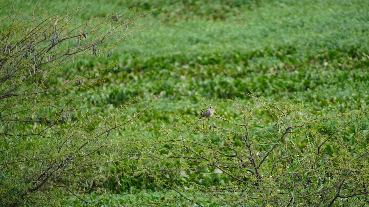 Spotted Dove - ML645938991