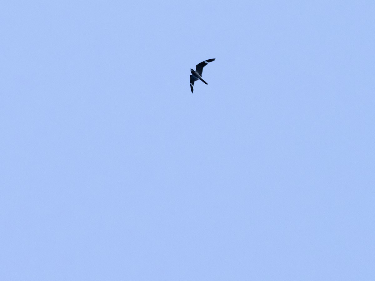 Lesser Nighthawk - ML645938992