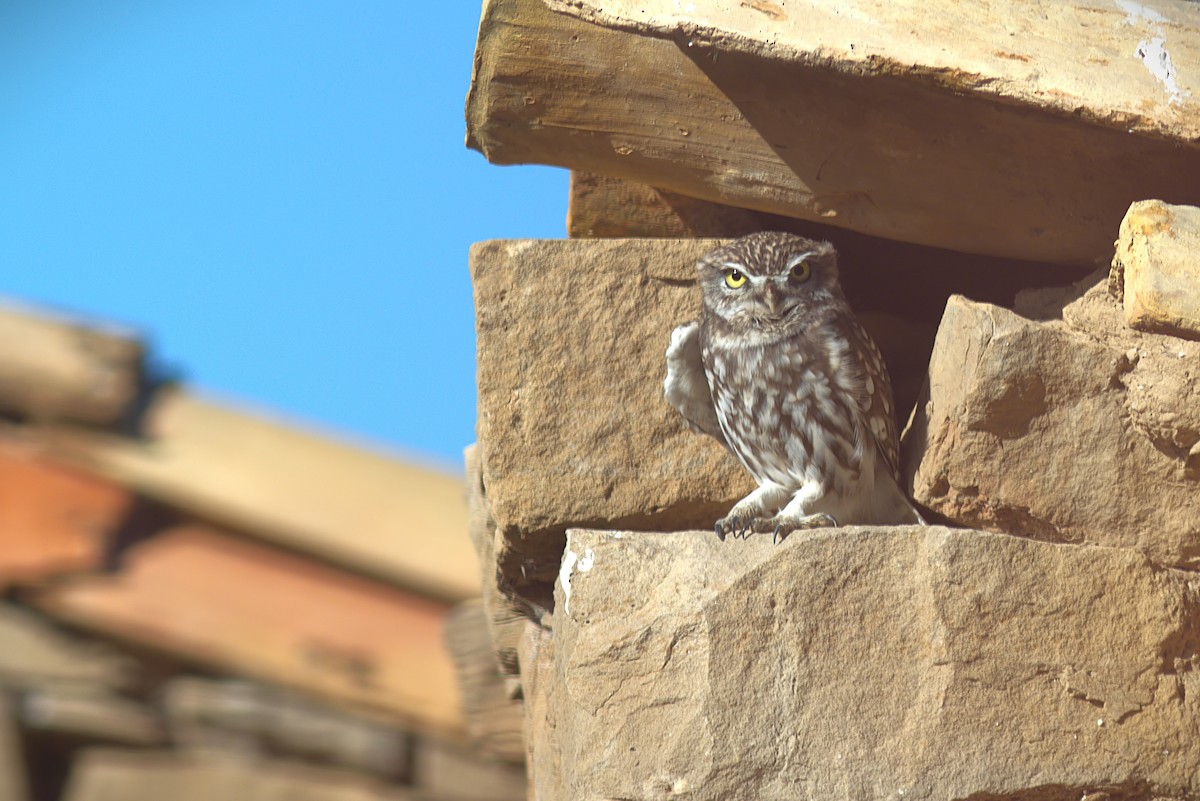 Little Owl - ML645938997