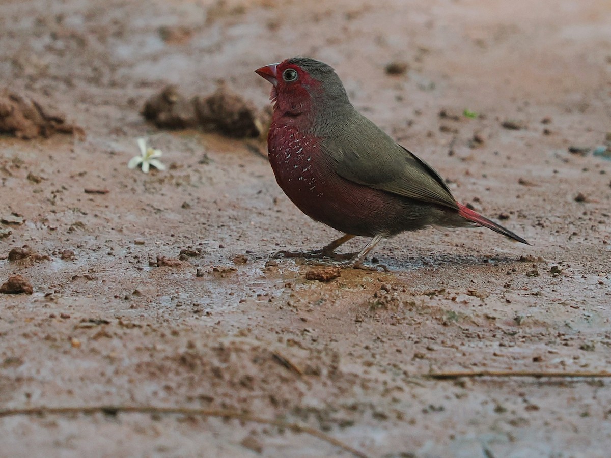 Bar-breasted Firefinch - ML645939006