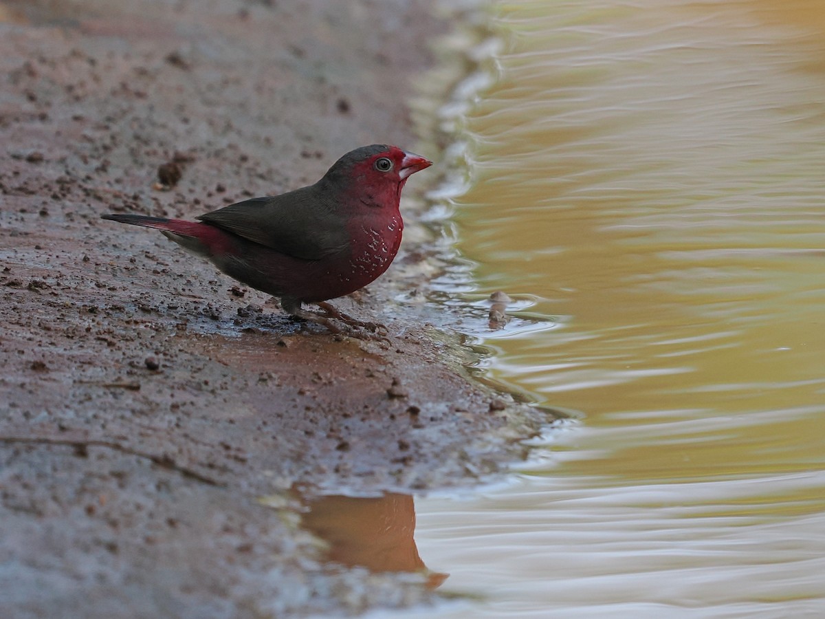 Bar-breasted Firefinch - ML645939007