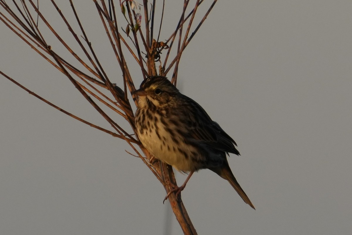 Savannah Serçesi - ML645939014