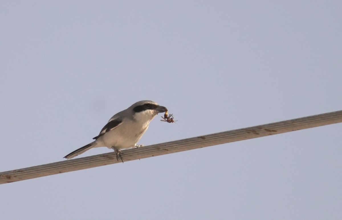 Great Gray Shrike (Arabian) - ML645939016