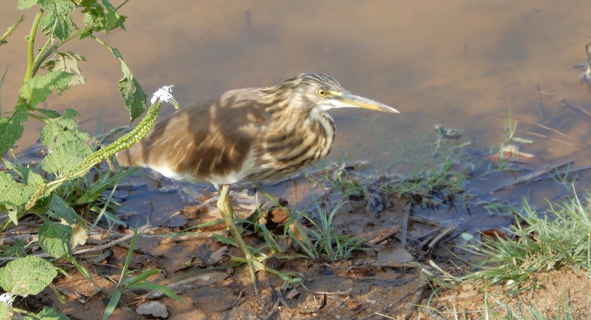 Indian Pond-Heron - ML645939021