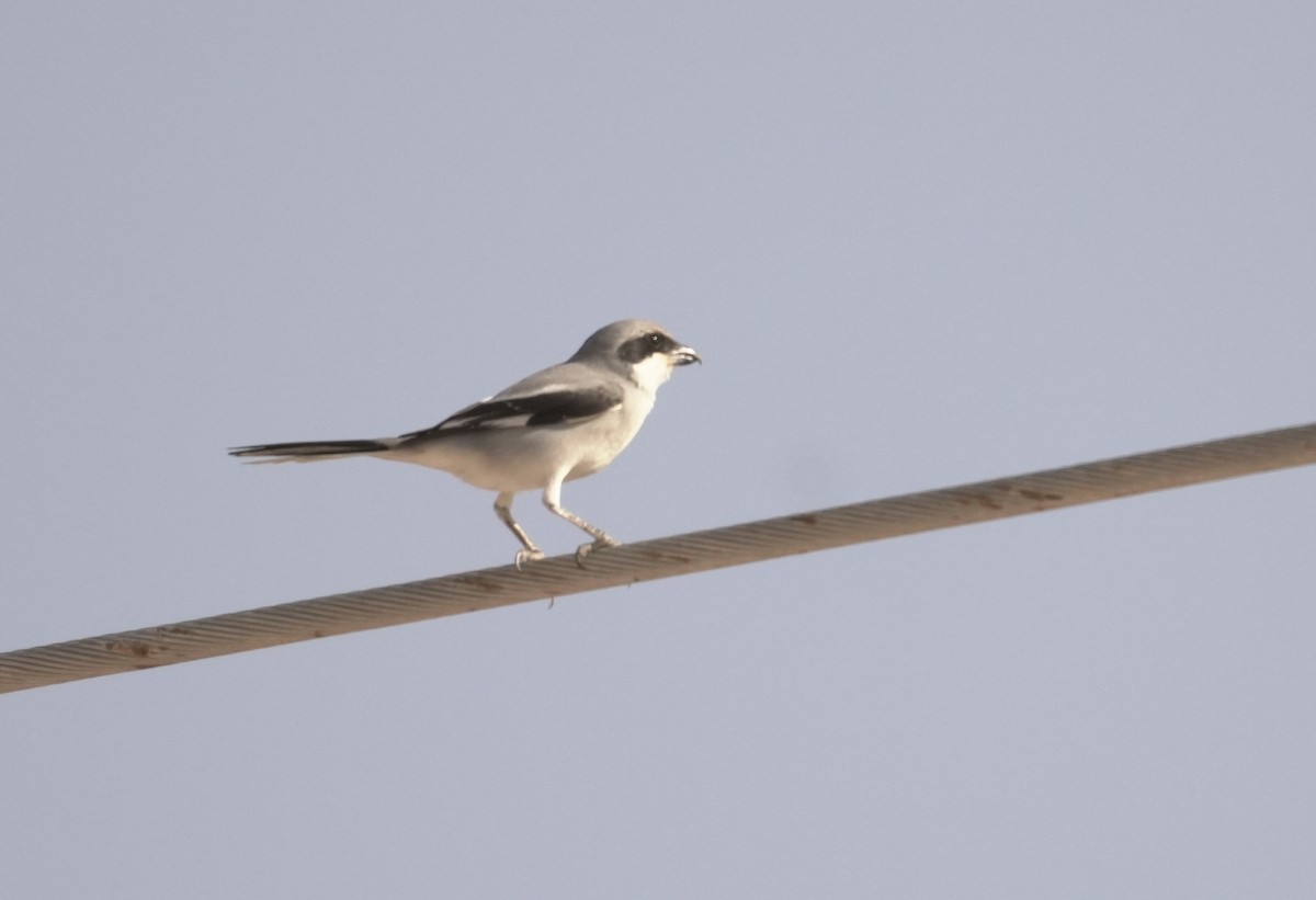 Great Gray Shrike (Arabian) - ML645939022