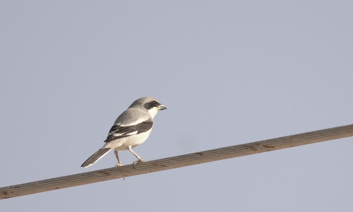 Great Gray Shrike (Arabian) - ML645939030