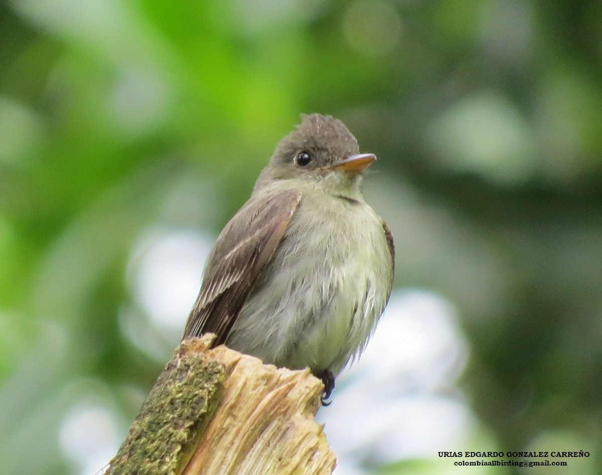 Eastern Wood-Pewee - ML645939041