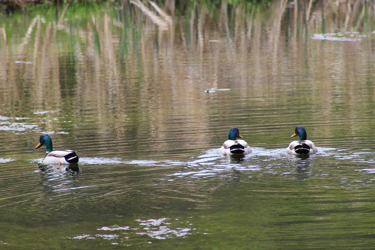 kachna divoká - ML645939045