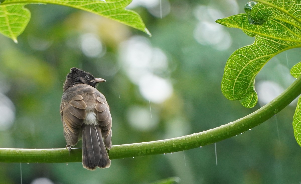 bulbul šupinkový - ML645939049