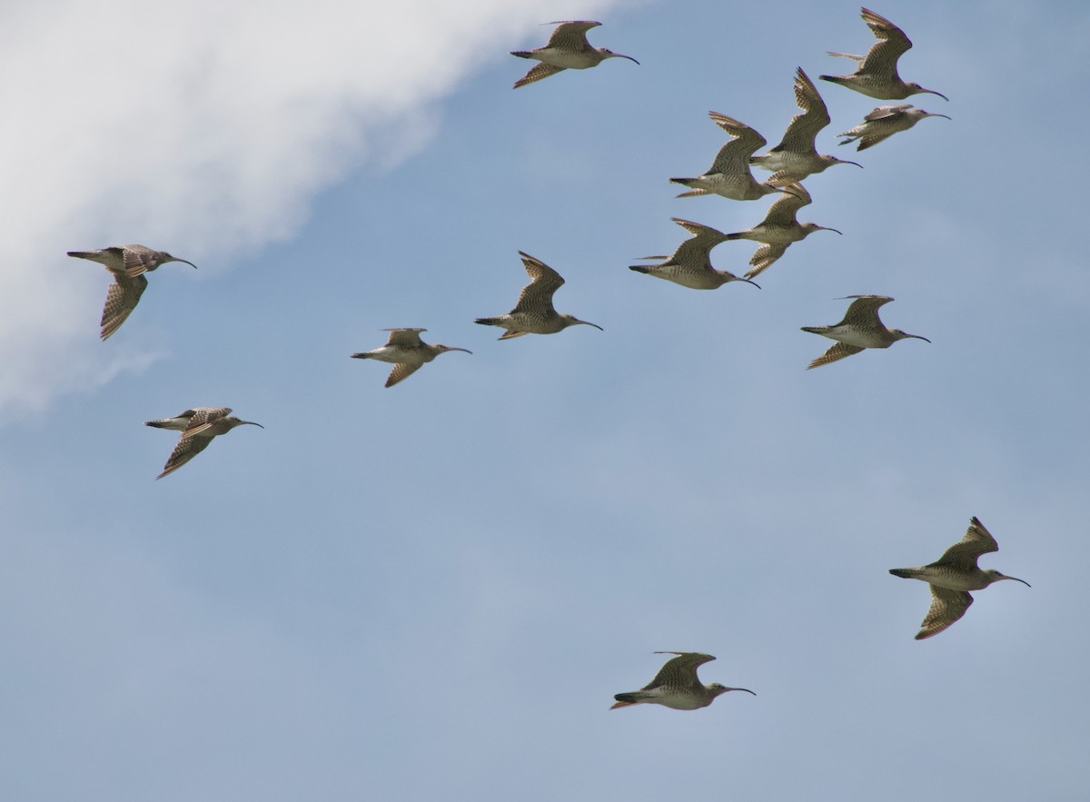 koliha malá - ML645939053