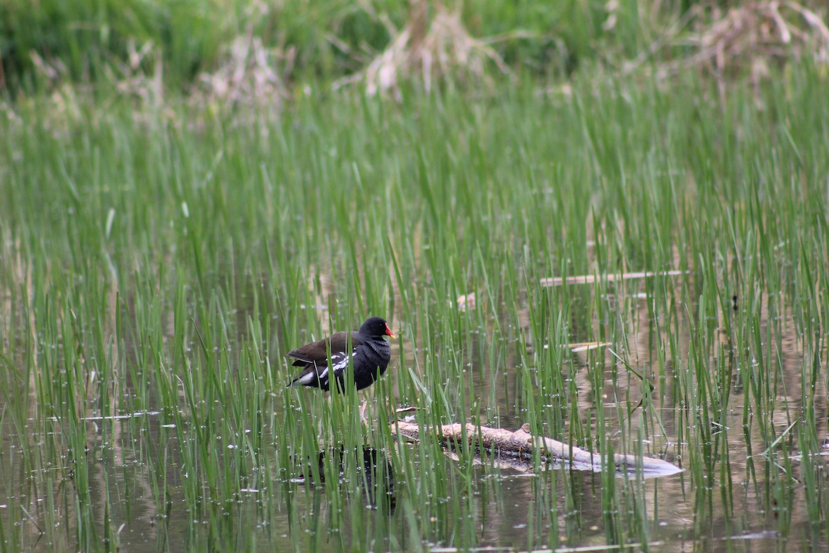 slípka zelenonohá - ML645939054