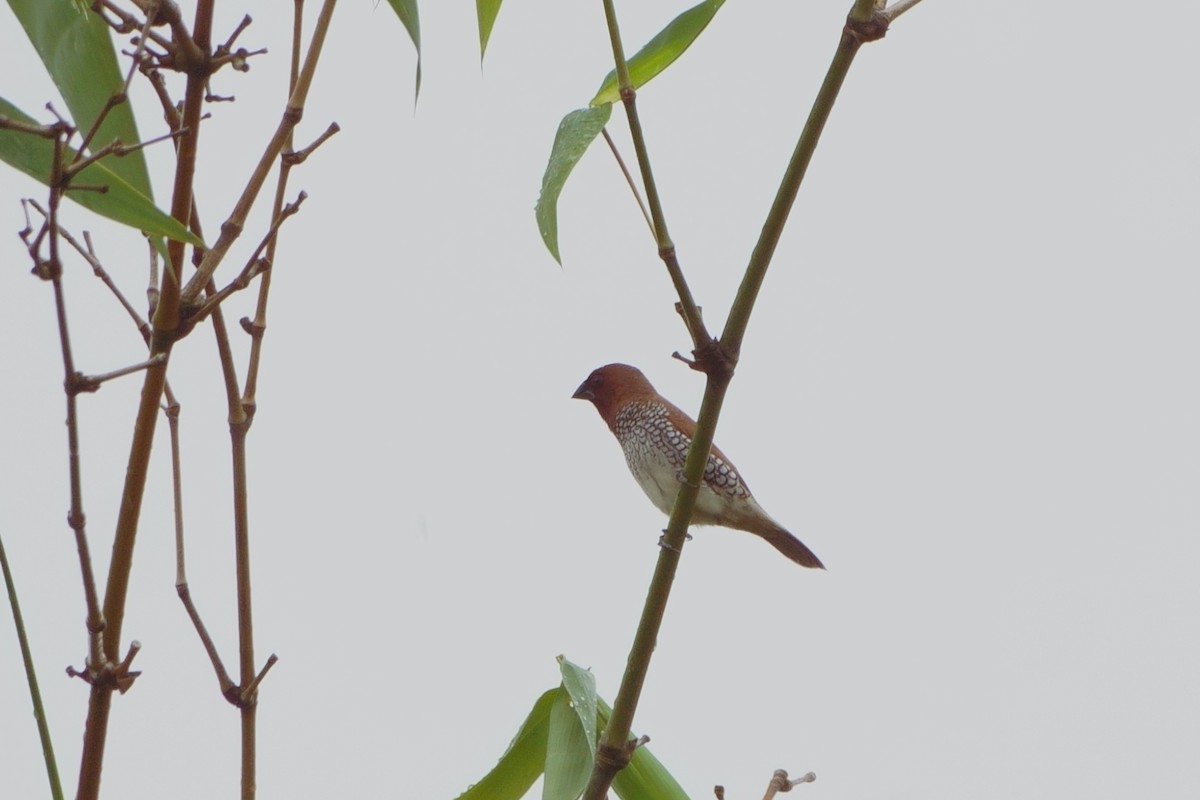 panenka muškátová - ML645939055