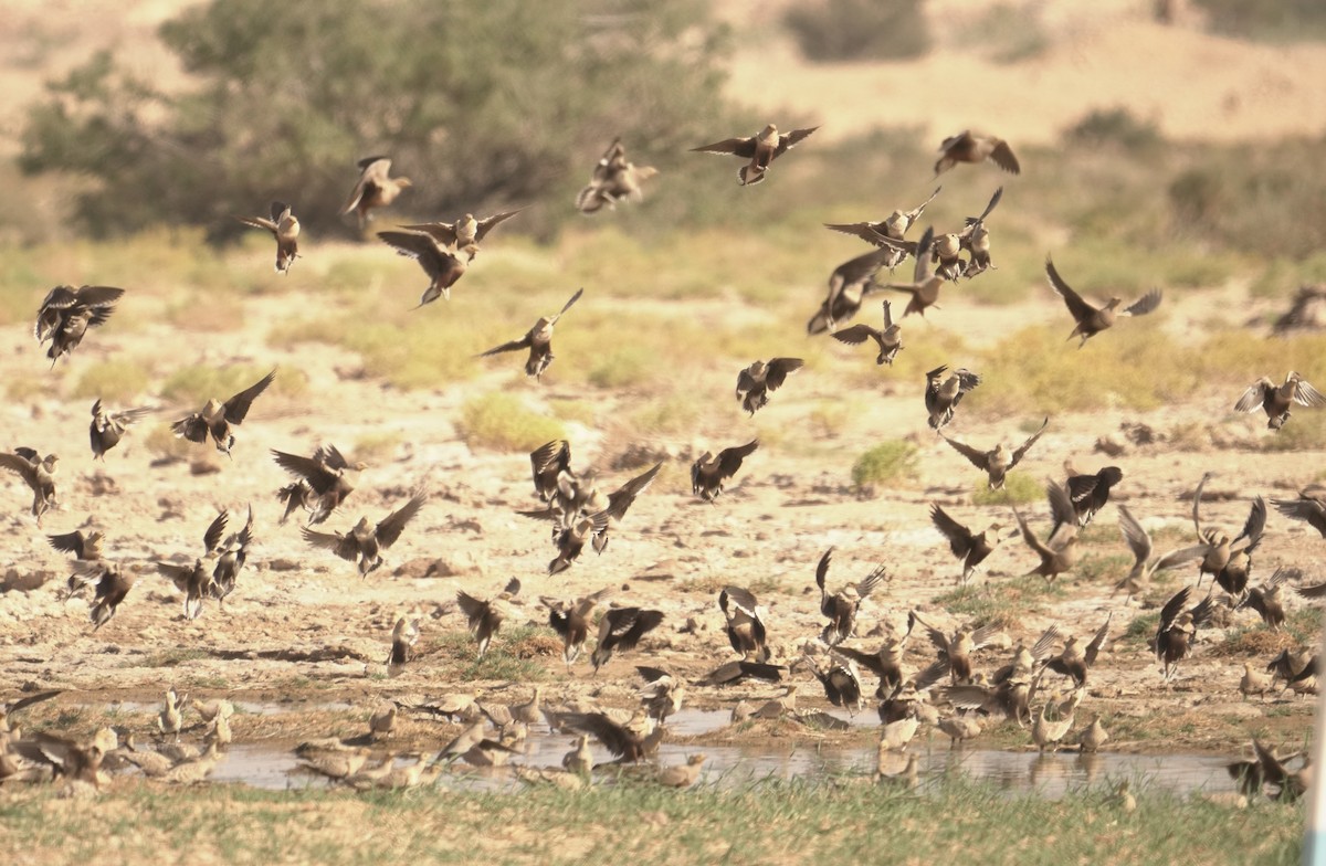 stepokur hnědobřichý - ML645939056