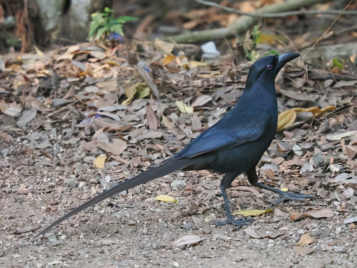 straka ostroocasá - ML645939057