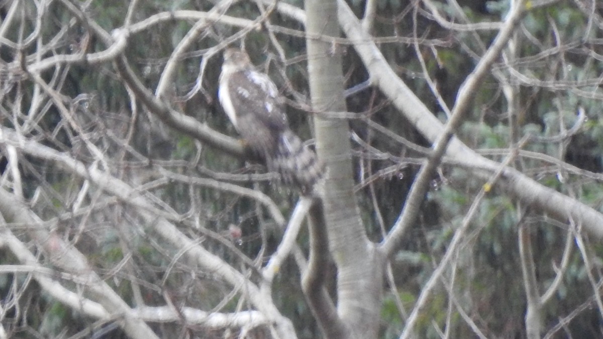 jestřáb americký - ML645939059