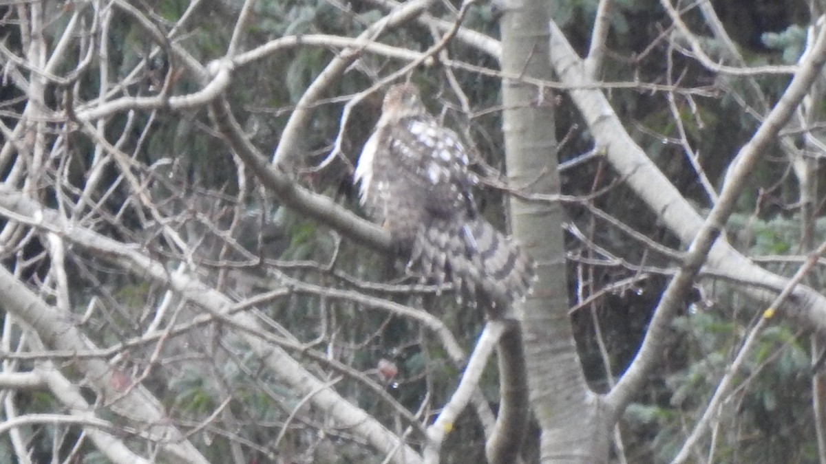 jestřáb americký - ML645939060