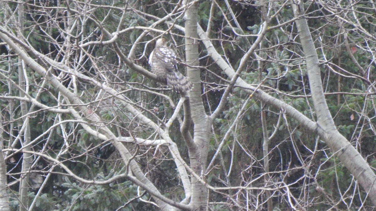 jestřáb americký - ML645939061