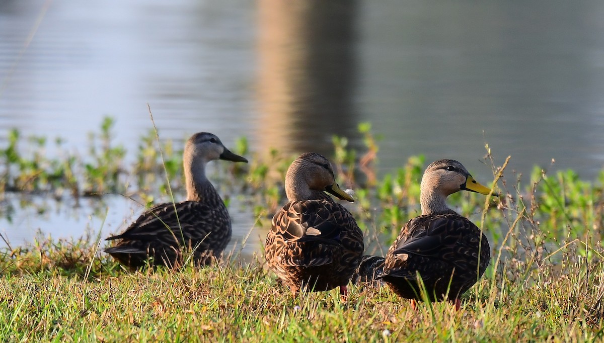 kachna pobřežní - ML645939062