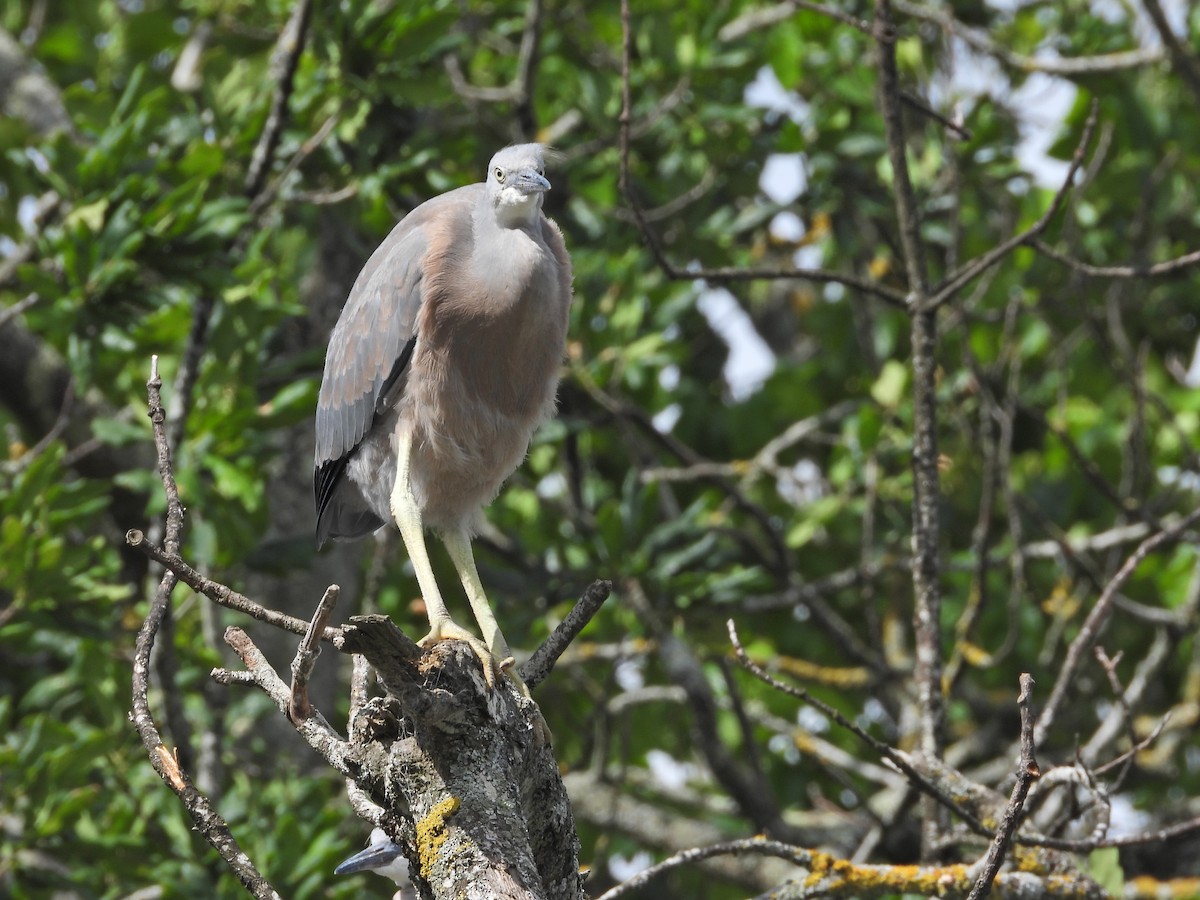 volavka bělolící - ML645939063