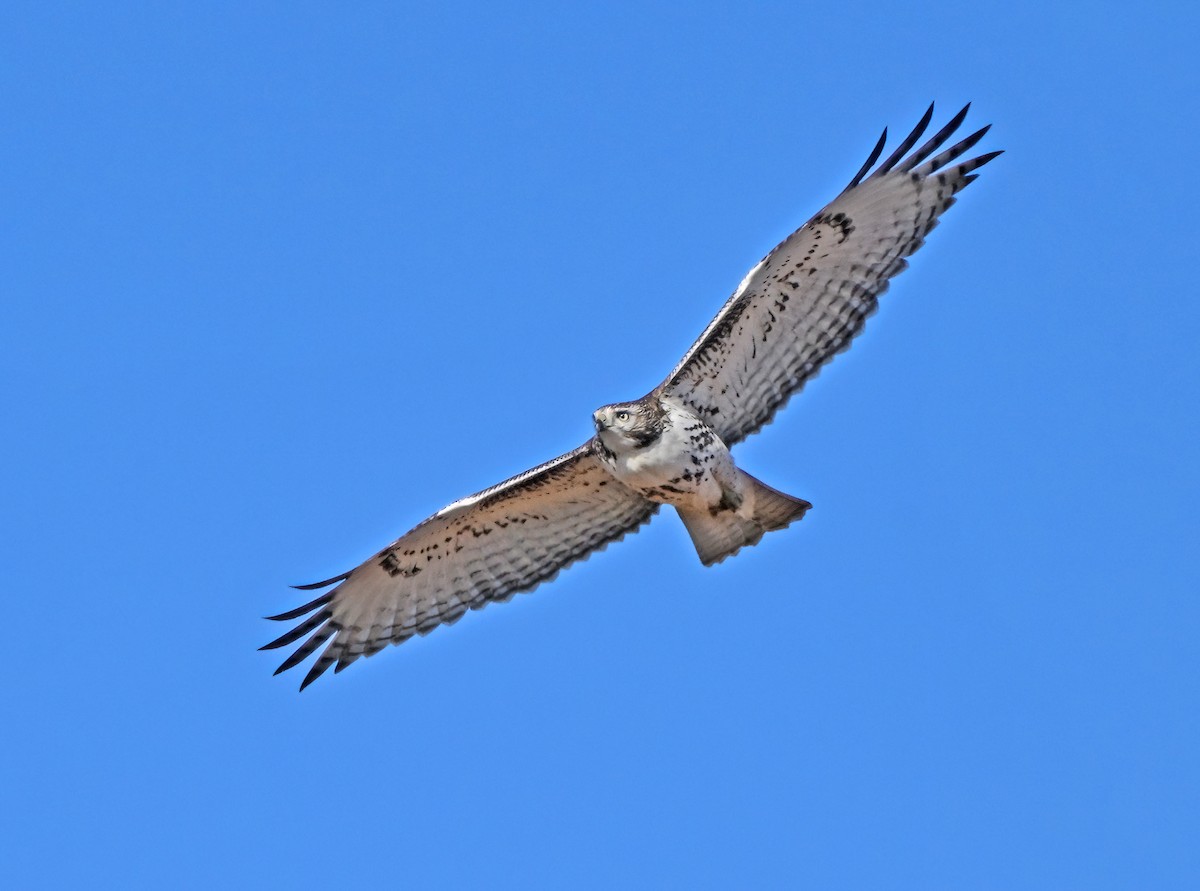 káně rudochvostá - ML645939064