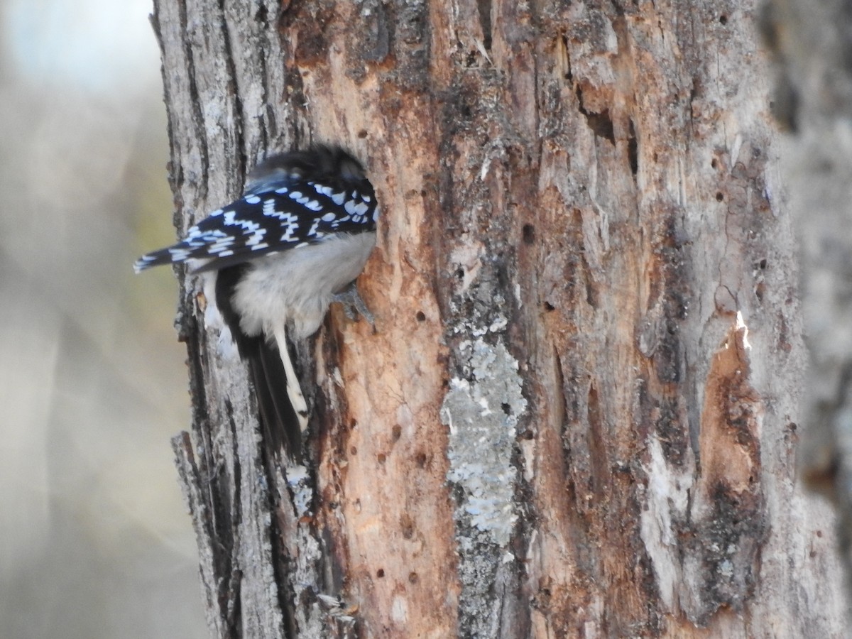 strakapoud osikový - ML645939065