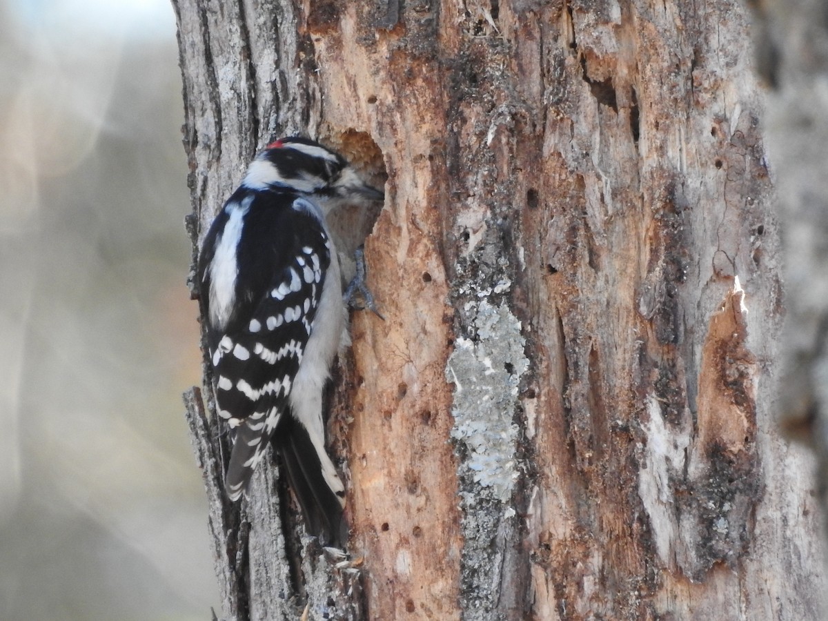 strakapoud osikový - ML645939066