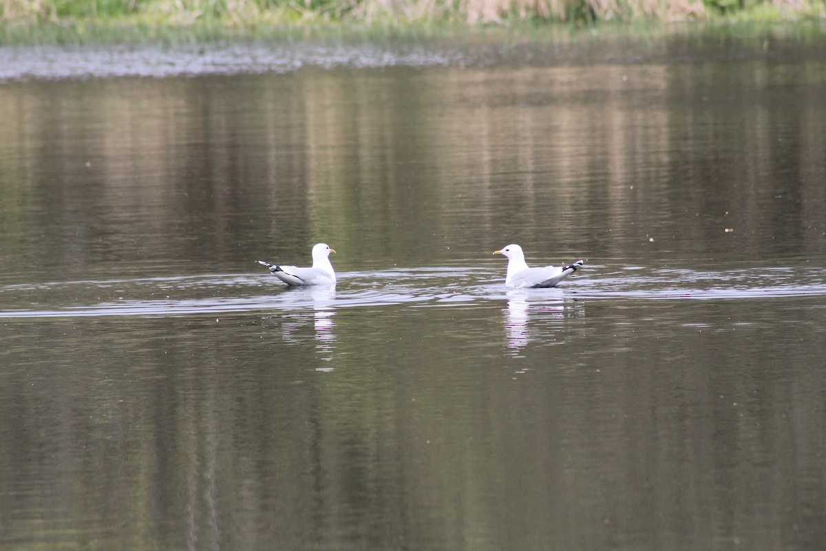 racek bouřní - ML645939067