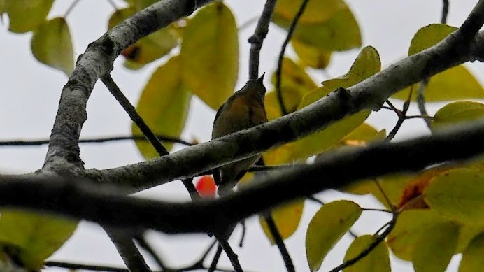 květozob sumaterský - ML645939069