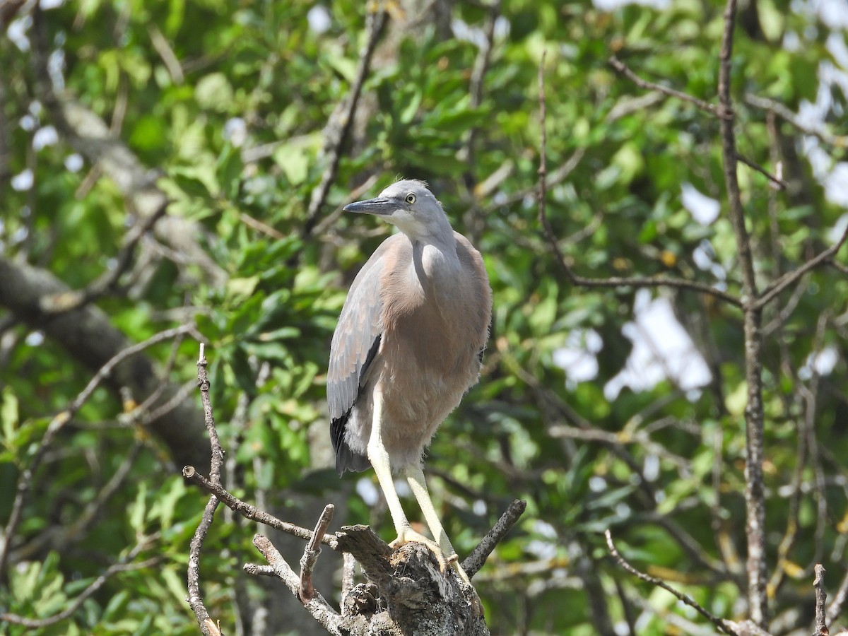 volavka bělolící - ML645939070