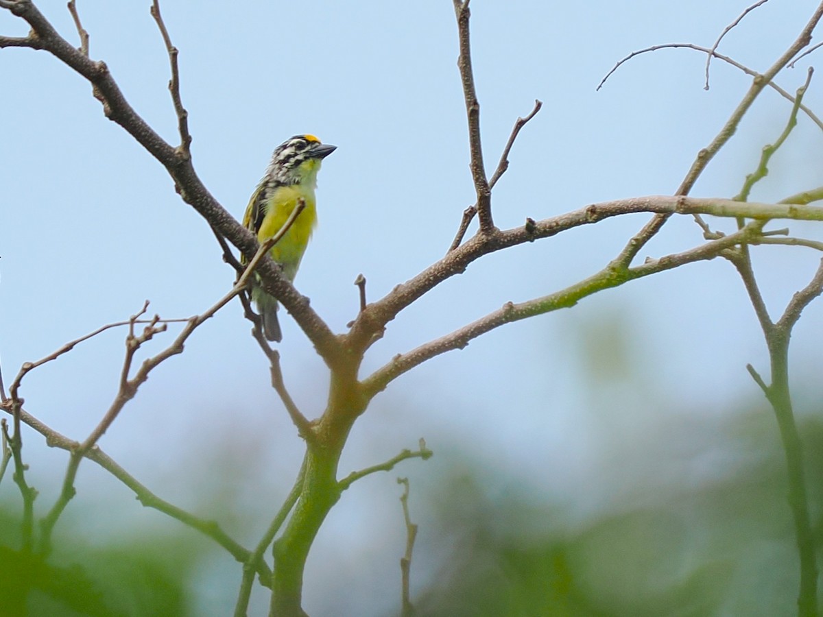 vousáček zlatočelý - ML645939072