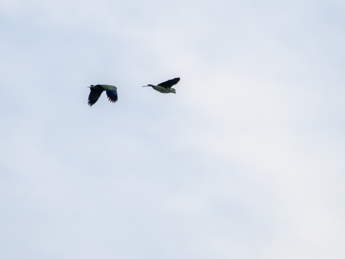 amazoňan modrobradý - ML645939074