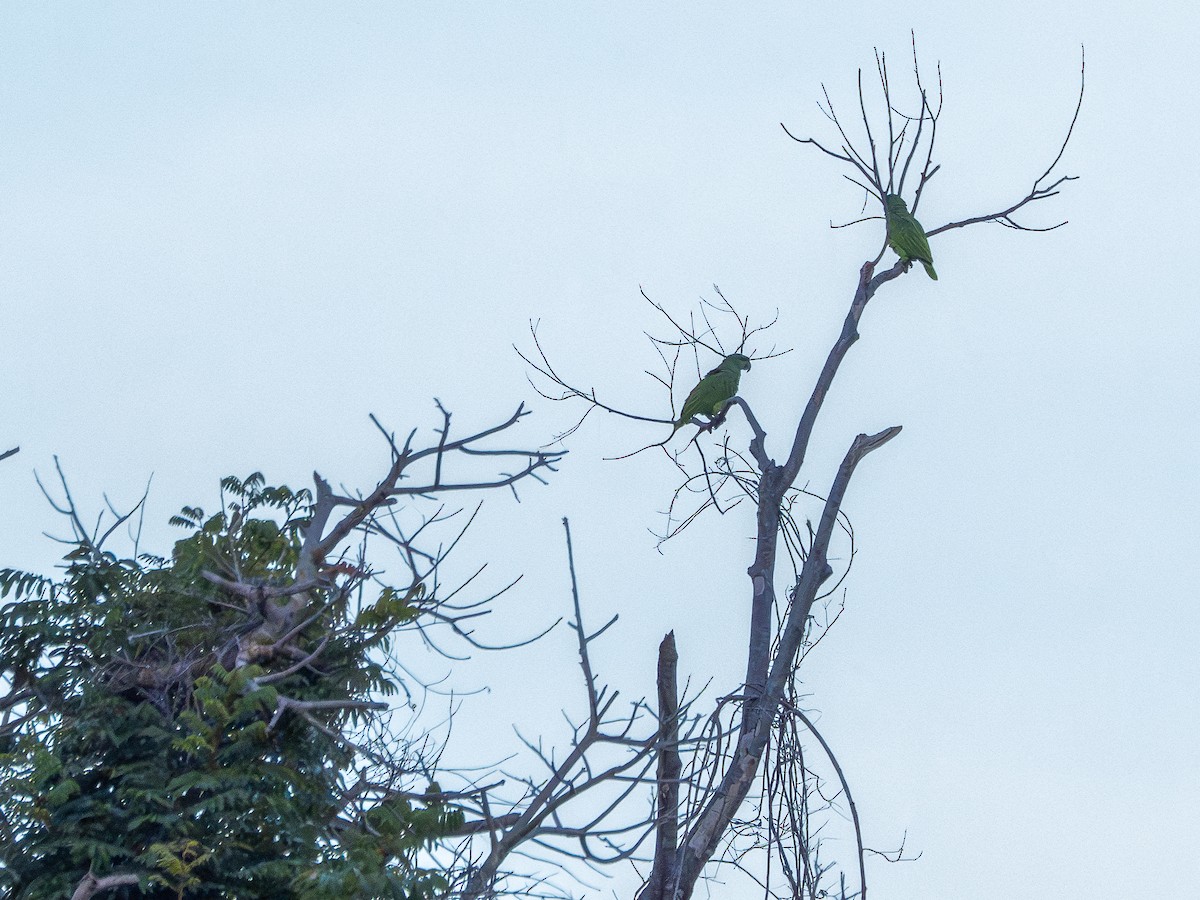 amazoňan modrobradý - ML645939075