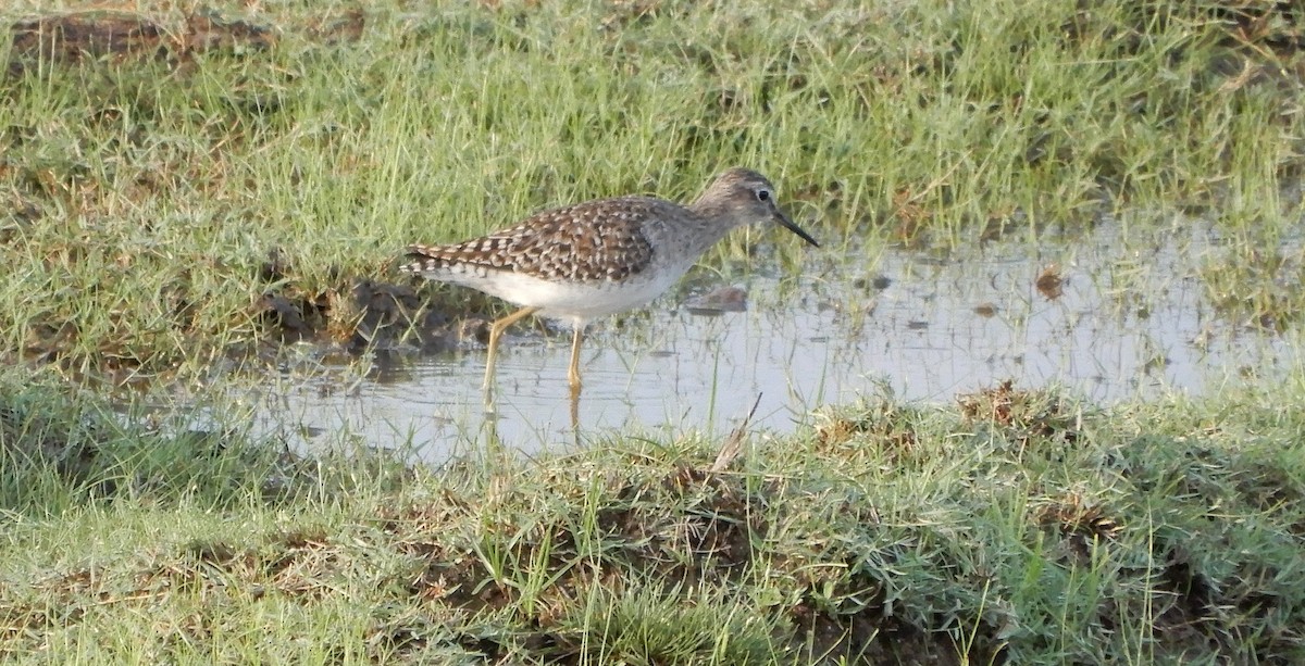 vodouš bahenní - ML645939076