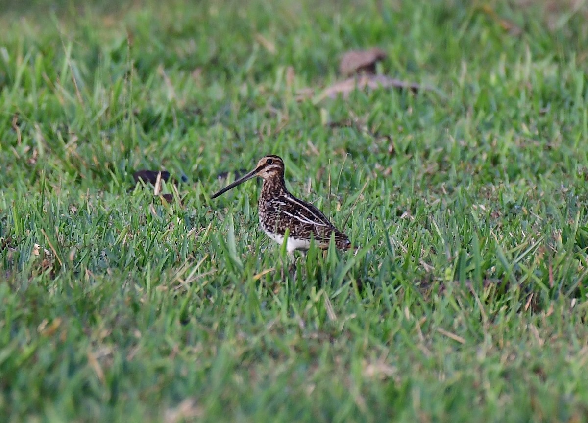 bekasina severoamerická - ML645939077