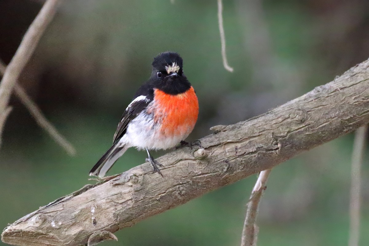 lejsčík šarlatový - ML645939078