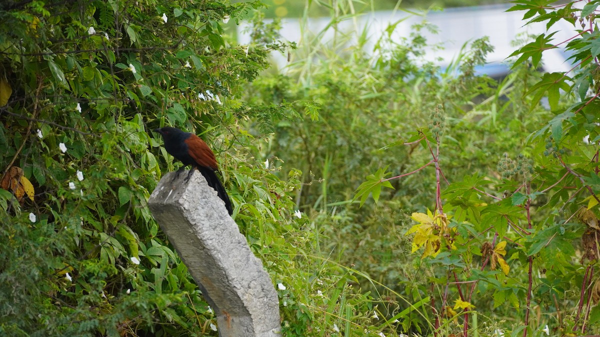 kukačka vraní - ML645939079