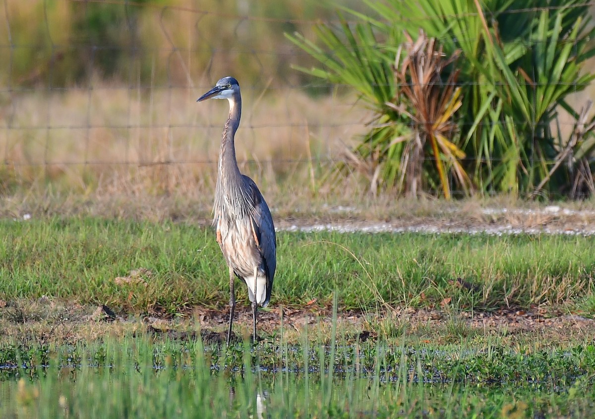 volavka velká - ML645939081