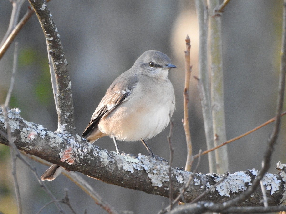 drozdec mnohohlasý - ML645939082