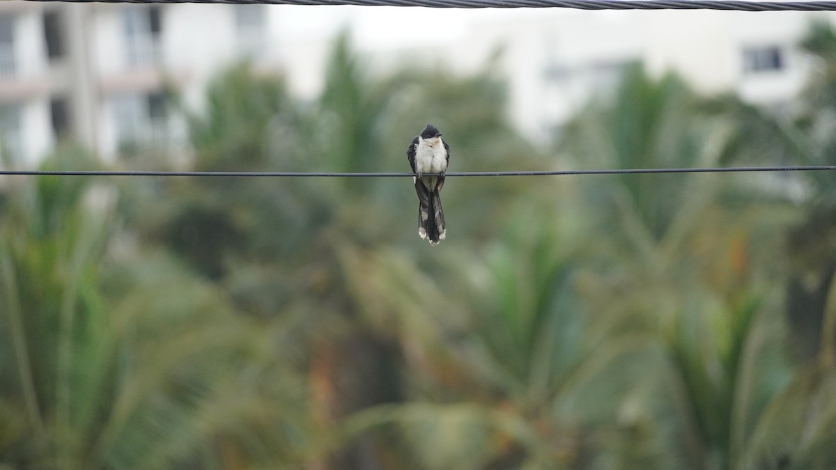 kukačka černobílá - ML645939083