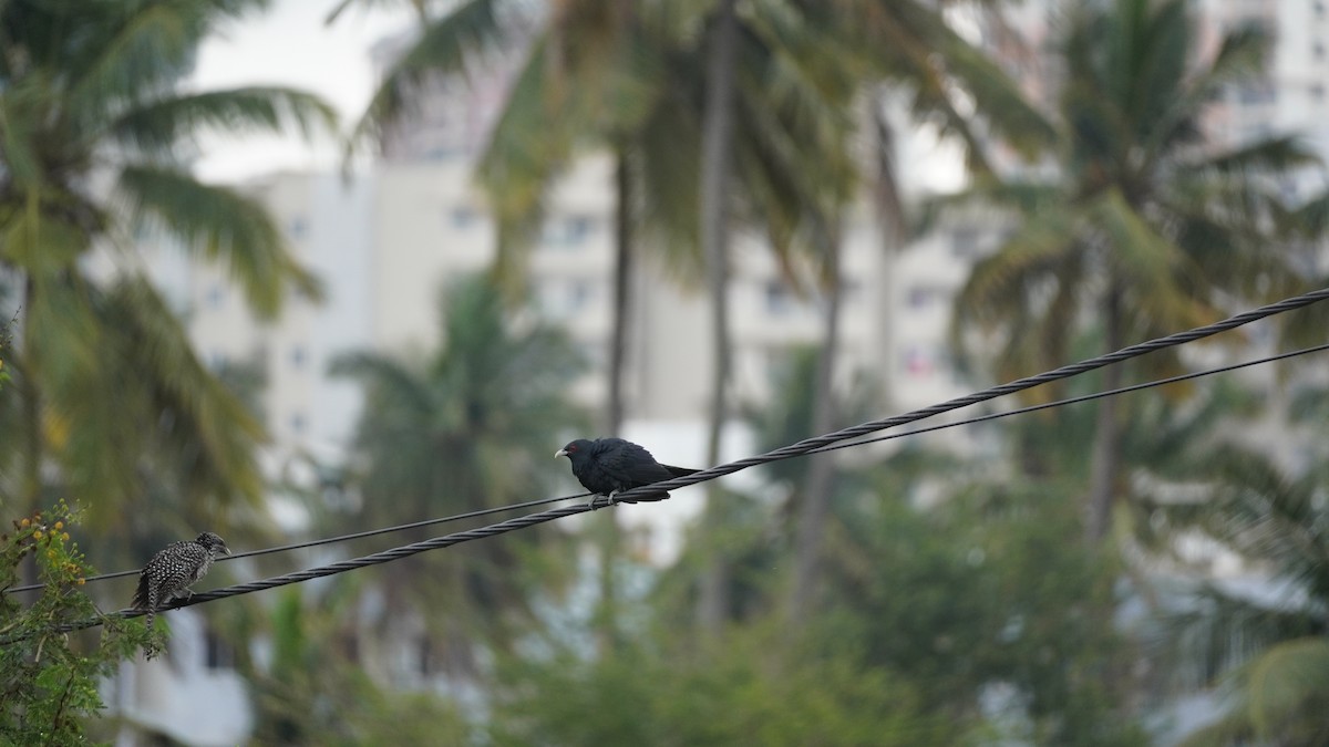 Asian Koel - ML645939090