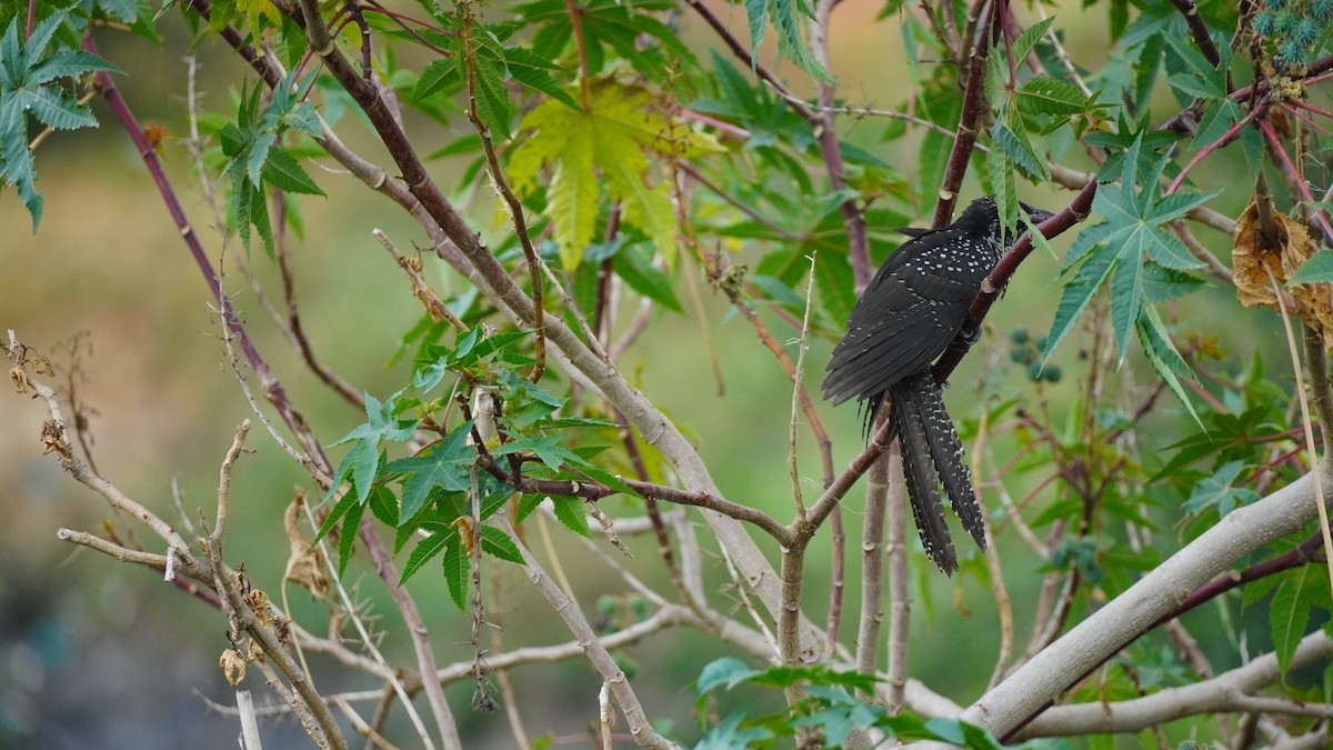 Asian Koel - ML645939091