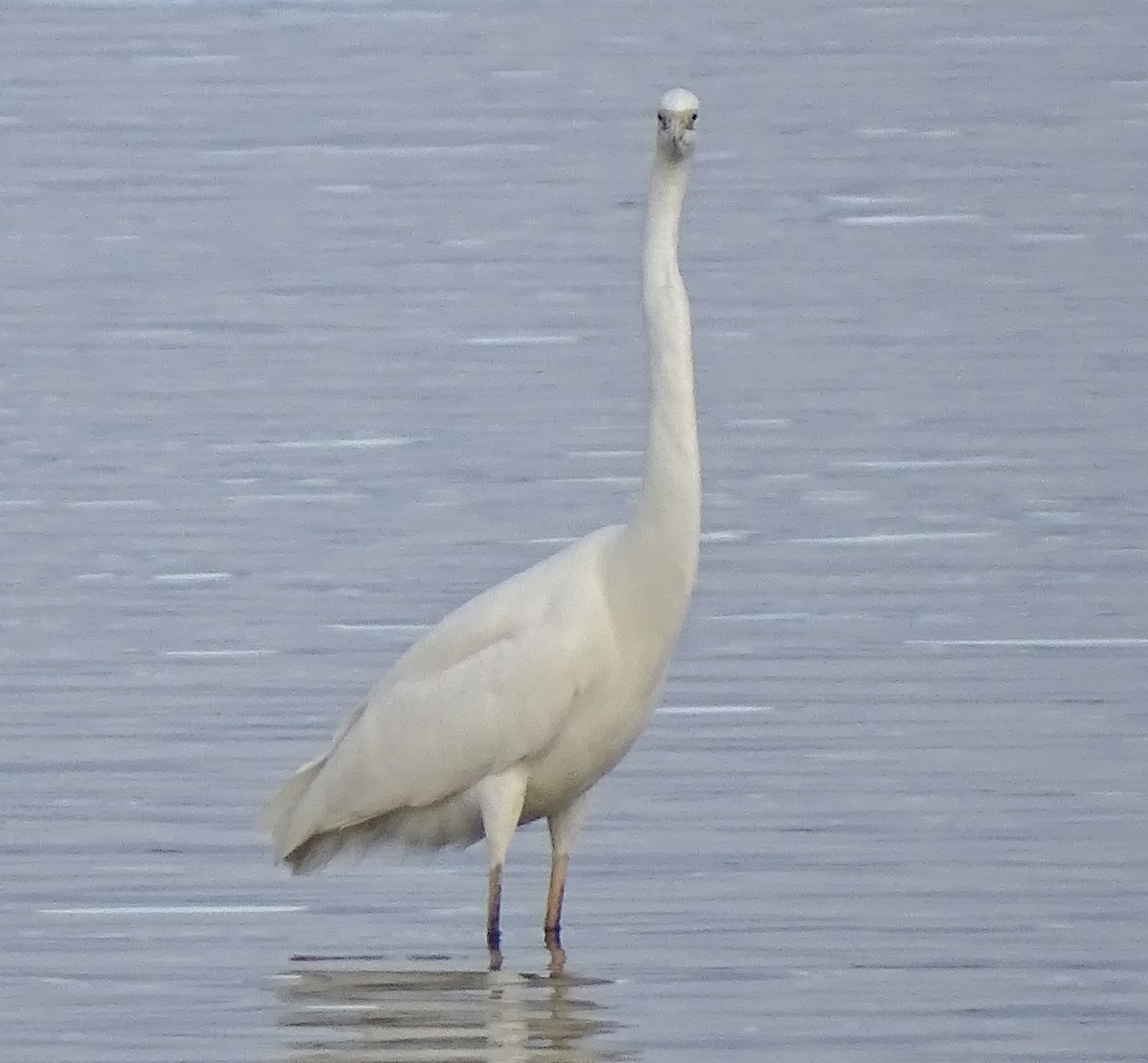 Great Egret - ML645939096