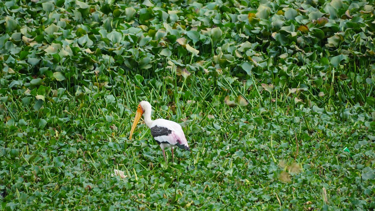 Painted Stork - ML645939097