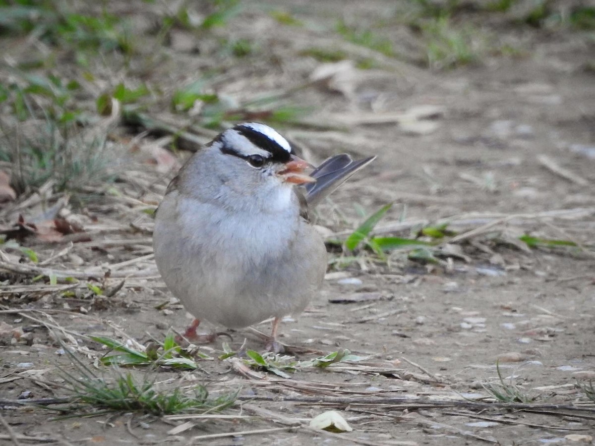 White-crowned Sparrow - ML645939099