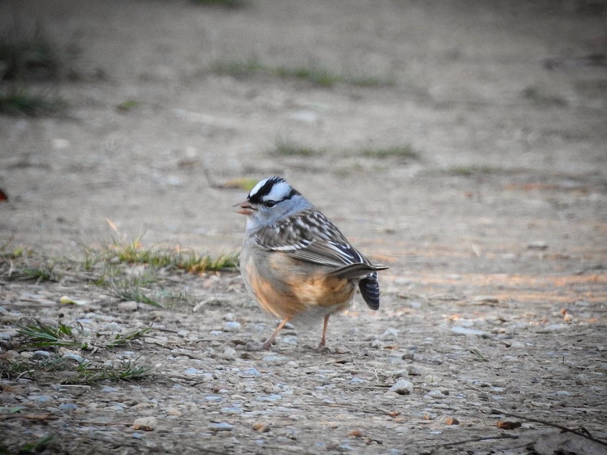 White-crowned Sparrow - ML645939100