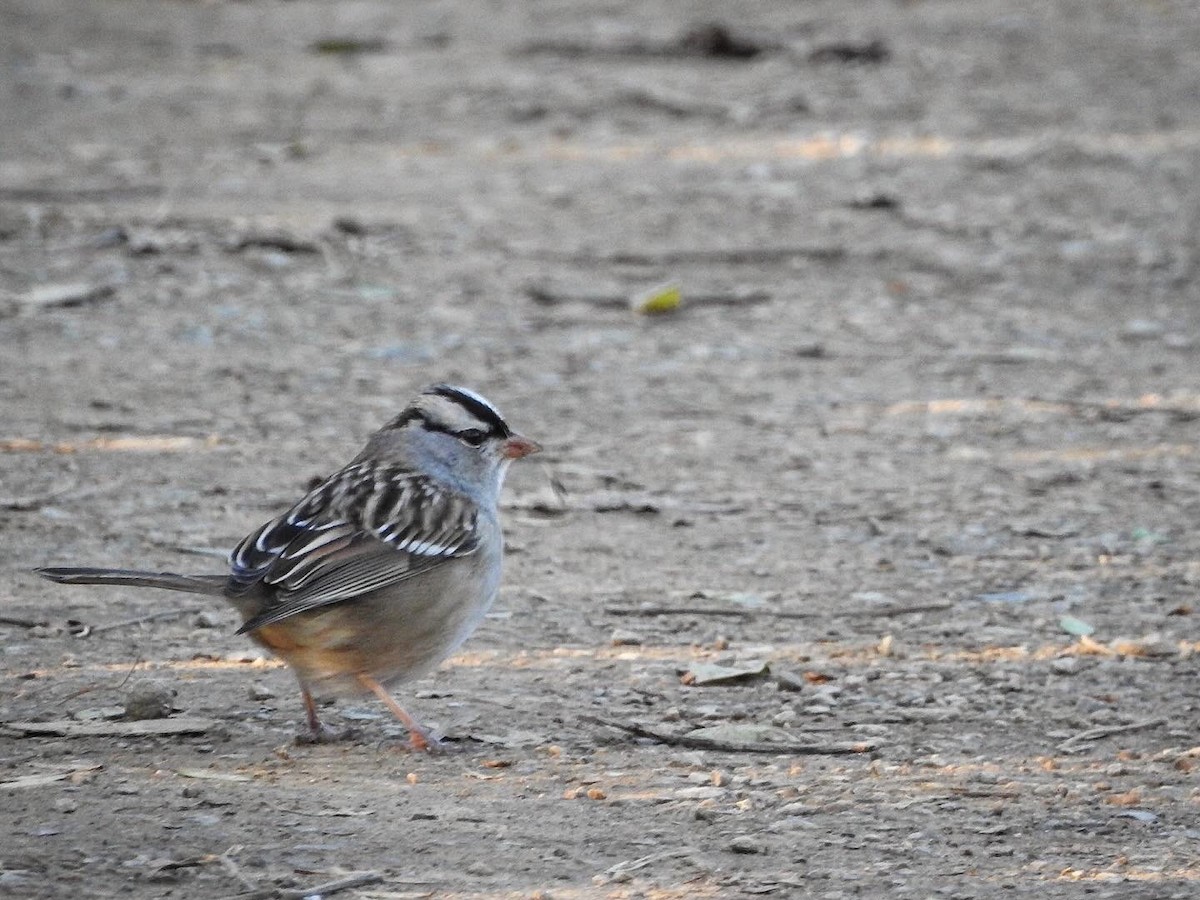 White-crowned Sparrow - ML645939101