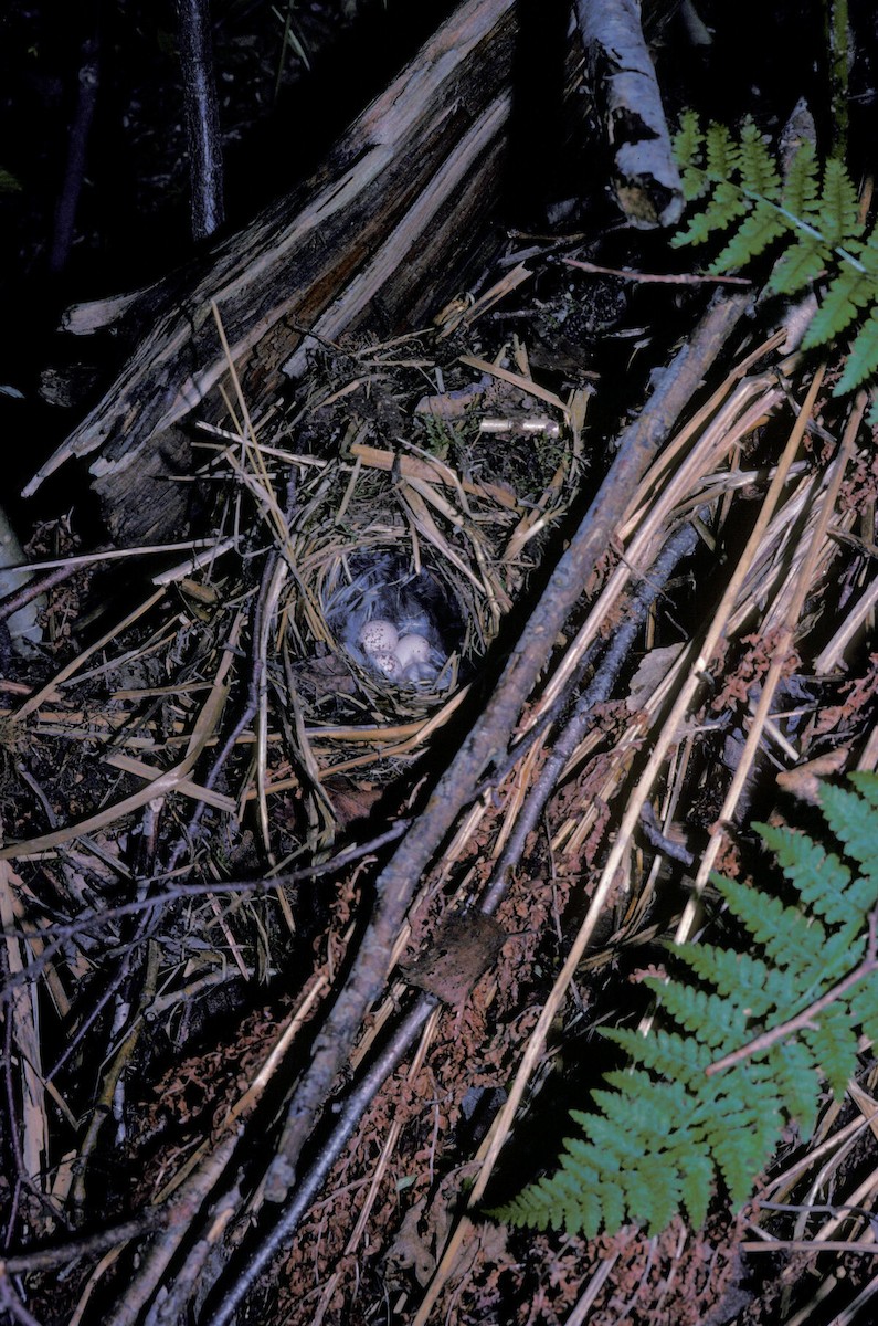 Willow Warbler - ML645939104