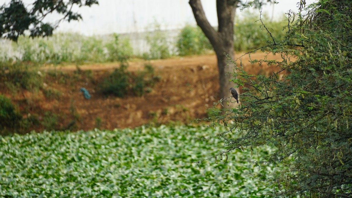 Plaintive Cuckoo - ML645939113