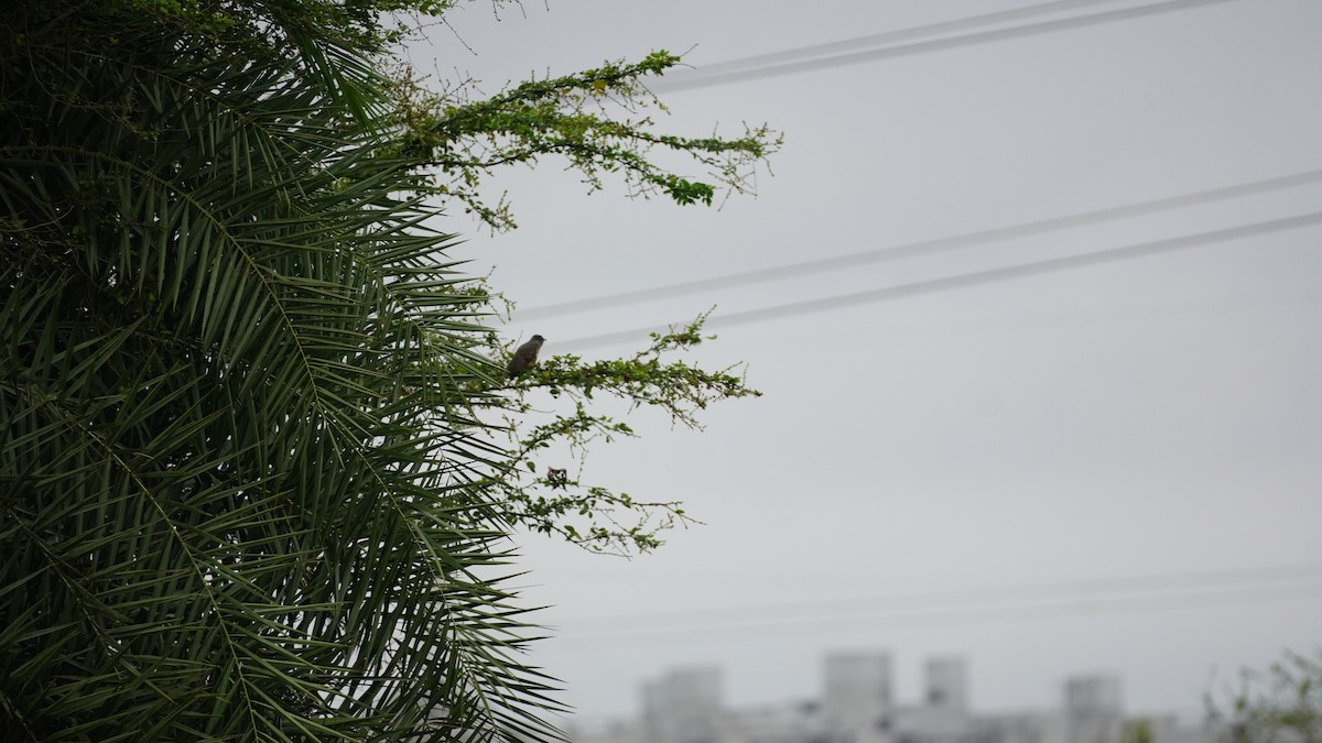 Plaintive Cuckoo - ML645939114